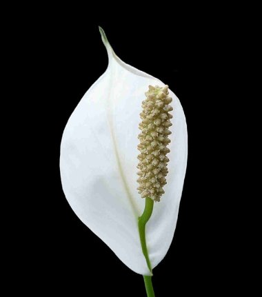 Weiße Blüte auf schwarzem Grund