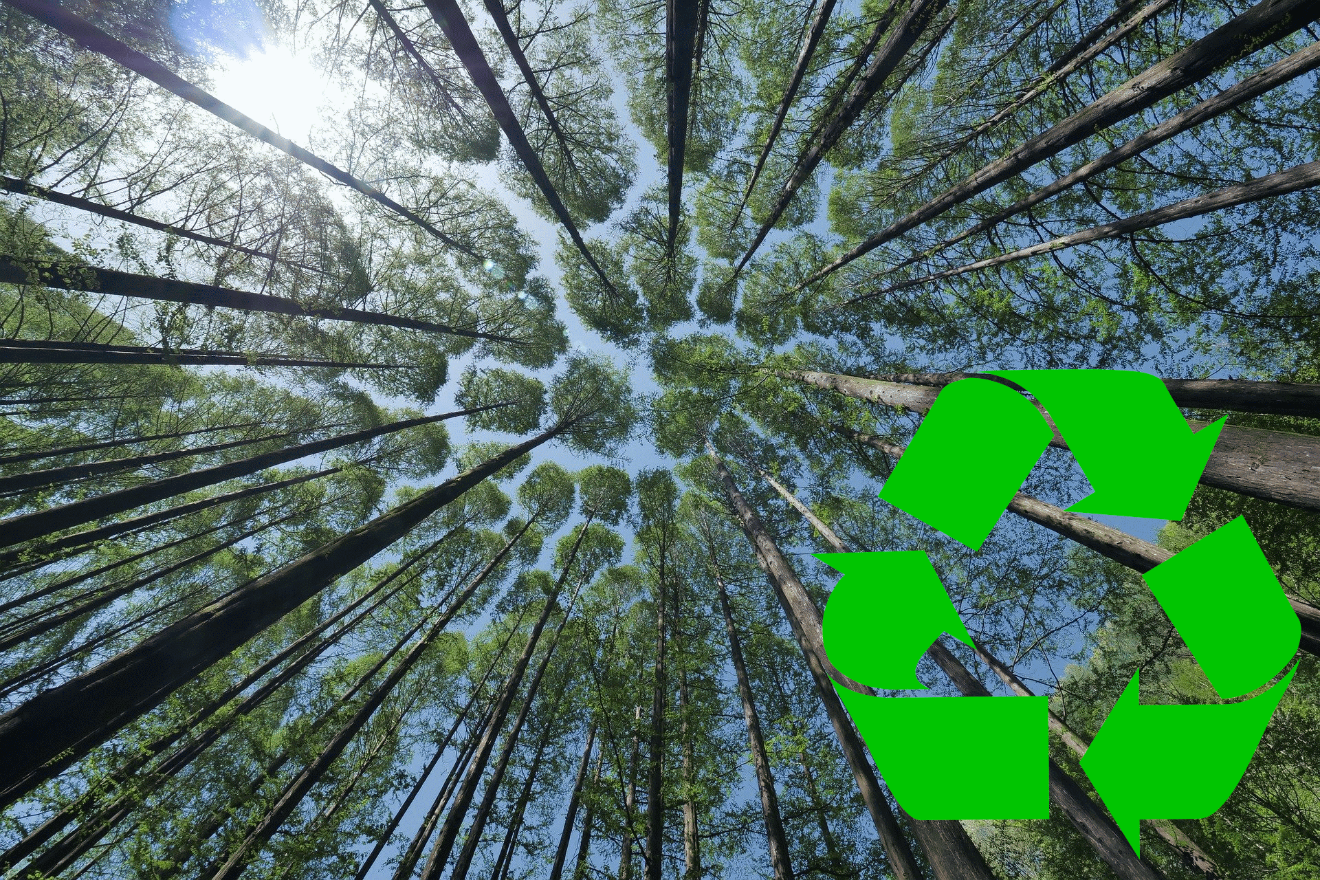 Bäume die in den Himmel wachsen, davor ein Recycling-Symbol