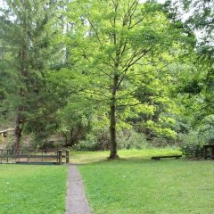 Wiese Bäume Holzsteg